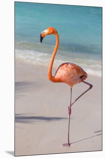 Flamingo on Flamingo Beach, Renaissance Island, Oranjestad, Aruba, Lesser Antilles-Jane Sweeney-Mounted Premium Photographic Print