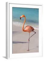 Flamingo on Flamingo Beach, Renaissance Island, Oranjestad, Aruba, Lesser Antilles-Jane Sweeney-Framed Photographic Print