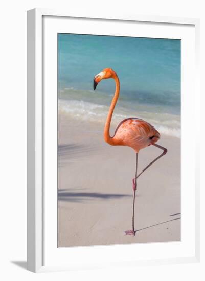 Flamingo on Flamingo Beach, Renaissance Island, Oranjestad, Aruba, Lesser Antilles-Jane Sweeney-Framed Photographic Print