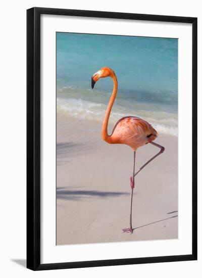 Flamingo on Flamingo Beach, Renaissance Island, Oranjestad, Aruba, Lesser Antilles-Jane Sweeney-Framed Photographic Print