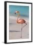 Flamingo on Flamingo Beach, Renaissance Island, Oranjestad, Aruba, Lesser Antilles-Jane Sweeney-Framed Photographic Print