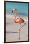 Flamingo on Flamingo Beach, Renaissance Island, Oranjestad, Aruba, Lesser Antilles-Jane Sweeney-Framed Photographic Print