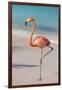 Flamingo on Flamingo Beach, Renaissance Island, Oranjestad, Aruba, Lesser Antilles-Jane Sweeney-Framed Photographic Print