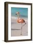 Flamingo on Flamingo Beach, Renaissance Island, Oranjestad, Aruba, Lesser Antilles-Jane Sweeney-Framed Photographic Print