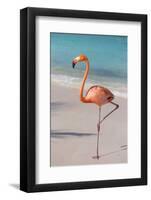 Flamingo on Flamingo Beach, Renaissance Island, Oranjestad, Aruba, Lesser Antilles-Jane Sweeney-Framed Photographic Print