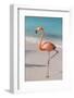 Flamingo on Flamingo Beach, Renaissance Island, Oranjestad, Aruba, Lesser Antilles-Jane Sweeney-Framed Photographic Print