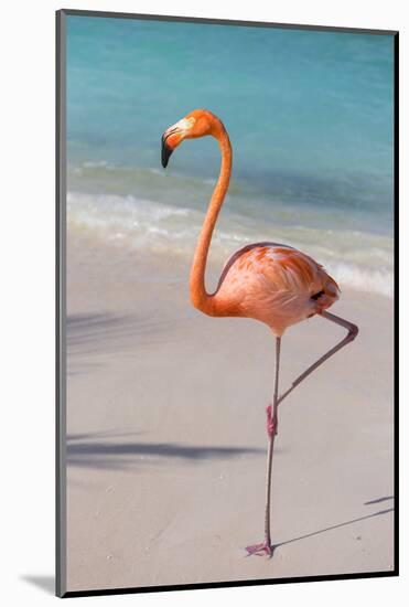 Flamingo on Flamingo Beach, Renaissance Island, Oranjestad, Aruba, Lesser Antilles-Jane Sweeney-Mounted Photographic Print