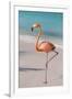 Flamingo on Flamingo Beach, Renaissance Island, Oranjestad, Aruba, Lesser Antilles-Jane Sweeney-Framed Premium Photographic Print