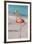 Flamingo on Flamingo Beach, Renaissance Island, Oranjestad, Aruba, Lesser Antilles-Jane Sweeney-Framed Premium Photographic Print