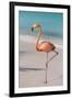 Flamingo on Flamingo Beach, Renaissance Island, Oranjestad, Aruba, Lesser Antilles-Jane Sweeney-Framed Premium Photographic Print