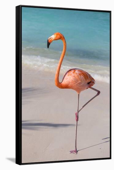 Flamingo on Flamingo Beach, Renaissance Island, Oranjestad, Aruba, Lesser Antilles-Jane Sweeney-Framed Stretched Canvas