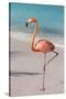 Flamingo on Flamingo Beach, Renaissance Island, Oranjestad, Aruba, Lesser Antilles-Jane Sweeney-Stretched Canvas