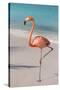 Flamingo on Flamingo Beach, Renaissance Island, Oranjestad, Aruba, Lesser Antilles-Jane Sweeney-Stretched Canvas