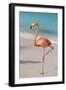 Flamingo on Flamingo Beach, Renaissance Island, Oranjestad, Aruba, Lesser Antilles-Jane Sweeney-Framed Photographic Print