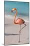 Flamingo on Flamingo Beach, Renaissance Island, Oranjestad, Aruba, Lesser Antilles-Jane Sweeney-Mounted Photographic Print