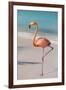 Flamingo on Flamingo Beach, Renaissance Island, Oranjestad, Aruba, Lesser Antilles-Jane Sweeney-Framed Photographic Print