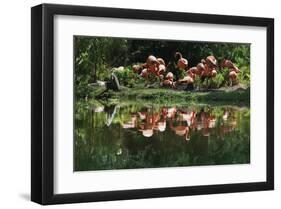 Flamingo Party-Steve Hunziker-Framed Art Print