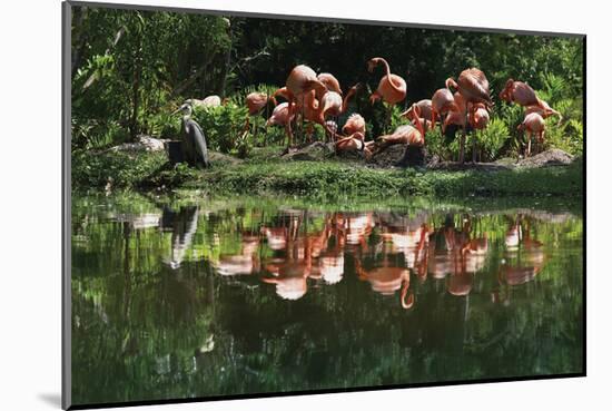 Flamingo Party-Steve Hunziker-Mounted Art Print