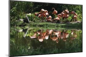 Flamingo Party-Steve Hunziker-Mounted Art Print