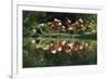 Flamingo Party-Steve Hunziker-Framed Art Print