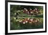 Flamingo Party-Steve Hunziker-Framed Art Print