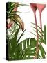 Flamingo Peering-Fab Funky-Stretched Canvas