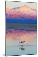 Flamingo, Pink Sunset above Atacama Desert-longtaildog-Mounted Photographic Print