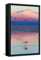 Flamingo, Pink Sunset above Atacama Desert-longtaildog-Framed Stretched Canvas