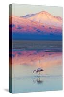 Flamingo, Pink Sunset above Atacama Desert-longtaildog-Stretched Canvas