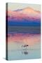 Flamingo, Pink Sunset above Atacama Desert-longtaildog-Stretched Canvas