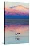 Flamingo, Pink Sunset above Atacama Desert-longtaildog-Stretched Canvas