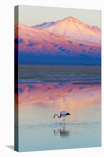 Flamingo, Pink Sunset above Atacama Desert-longtaildog-Stretched Canvas