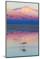 Flamingo, Pink Sunset above Atacama Desert-longtaildog-Mounted Photographic Print