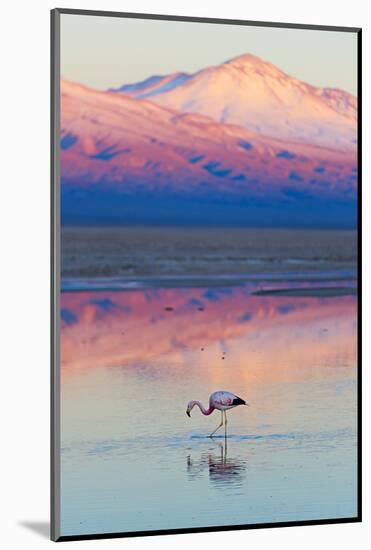 Flamingo, Pink Sunset above Atacama Desert-longtaildog-Mounted Photographic Print