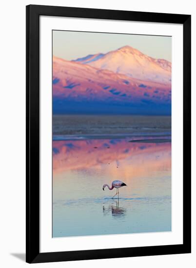 Flamingo, Pink Sunset above Atacama Desert-longtaildog-Framed Photographic Print