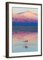 Flamingo, Pink Sunset above Atacama Desert-longtaildog-Framed Photographic Print