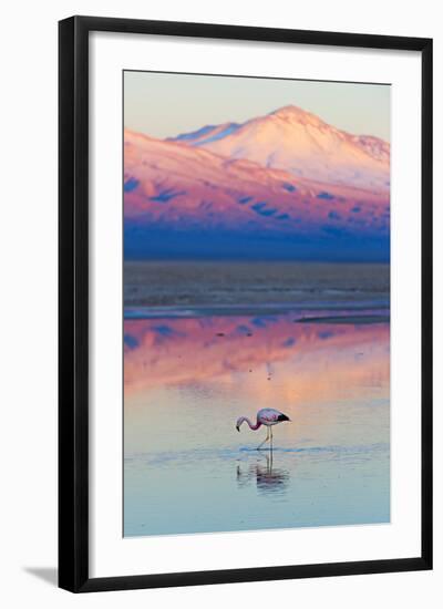 Flamingo, Pink Sunset above Atacama Desert-longtaildog-Framed Photographic Print