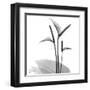 Flamingo Plant Black and White-Albert Koetsier-Framed Art Print