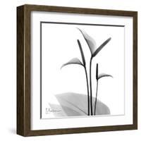 Flamingo Plant Black and White-Albert Koetsier-Framed Art Print