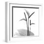 Flamingo Plant Black and White-Albert Koetsier-Framed Art Print