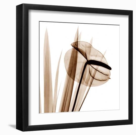 Flamingo Plant in Sienna-Albert Koetsier-Framed Art Print
