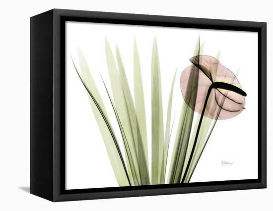 Flamingo Plant L115-Albert Koetsier-Framed Stretched Canvas