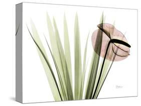 Flamingo Plant L115-Albert Koetsier-Stretched Canvas