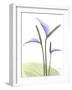 Flamingo Plant Lavender-Albert Koetsier-Framed Photographic Print