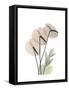 Flamingo Portrait-Albert Koetsier-Framed Stretched Canvas