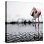 Flamingo Seen in the Snow-Covered Outdoor Enclosure of the 'Hagenbeck' Zoo-null-Stretched Canvas