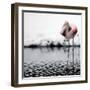 Flamingo Seen in the Snow-Covered Outdoor Enclosure of the 'Hagenbeck' Zoo-null-Framed Photographic Print