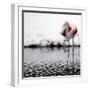 Flamingo Seen in the Snow-Covered Outdoor Enclosure of the 'Hagenbeck' Zoo-null-Framed Photographic Print