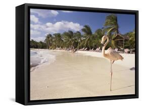 Flamingo, Sonesta Island, Aruba, West Indies, Dutch Caribbean, Central America-Sergio Pitamitz-Framed Stretched Canvas