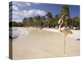 Flamingo, Sonesta Island, Aruba, West Indies, Dutch Caribbean, Central America-Sergio Pitamitz-Stretched Canvas